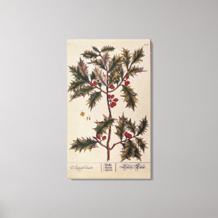 Holly von 'A Curious Herbal', 1782 Leinwanddruck