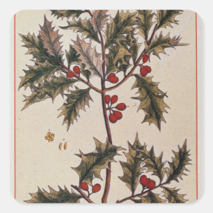 Holly von 'A Curious Herbal', 1782 Quadratischer Aufkleber