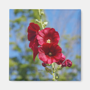 Hollyhock-Magnet Magnet