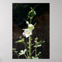 Hollyhocks Blume, Alcea Alba