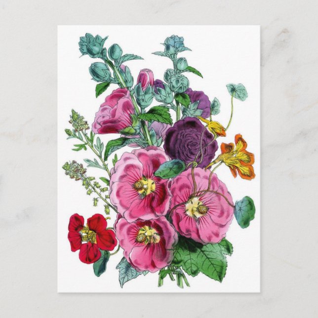 Hollyhocks Botanische Illustration Postkarte (Vorderseite)