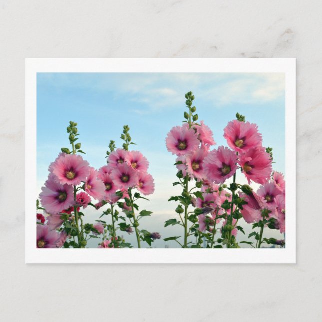 Hollyhocks : Carte postale japonaise (Devant)