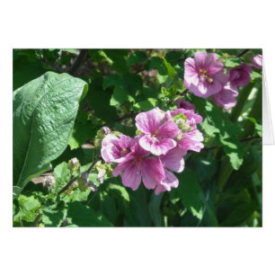 Hollyhocks - Carte Vierge