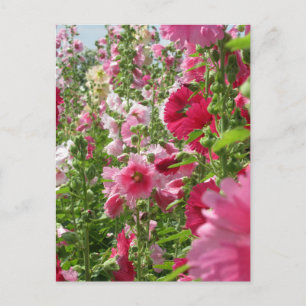 Hollyhocks: Japan Postcard Postkarte