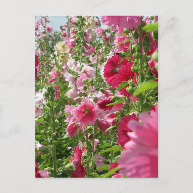 Hollyhocks: Japan Postcard Postkarte (Vorderseite)