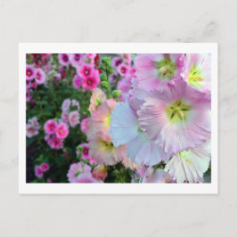 Hollyhocks: Japan Postkarte
