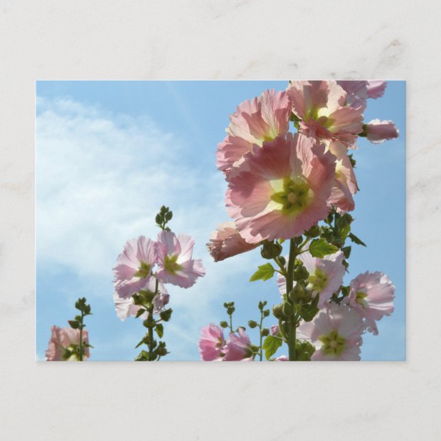 Hollyhocks: Japan Postkarte (Vorderseite)