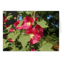 Hollyhocks roses