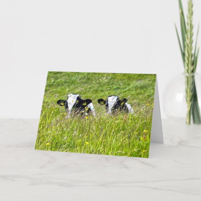 Holstein calves Card Karte (Vorderseite)