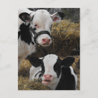Holstein Calves Postkarte
