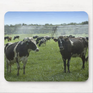 Holstein Cattle Mousepad