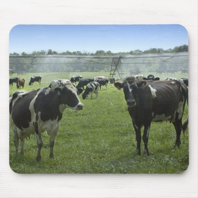 Holstein Cattle Mousepad (Vorne)