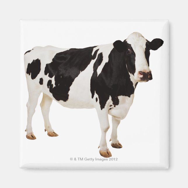 Holstein Cow | Bos taurus Magnet (Vorne)