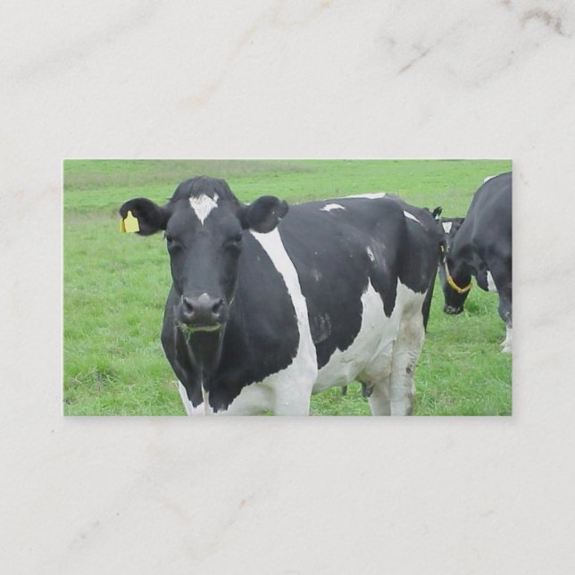 Holstein Cow Cattle Bull Steer Heifer Farm Range Visitenkarte (Vorderseite)