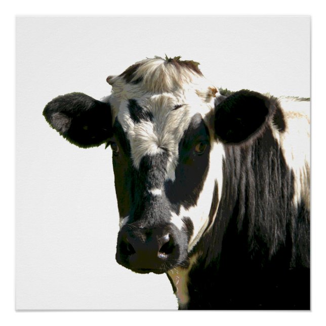 Holstein Cow Farm Animal Dairy Black & White Poster (Vorderseite)