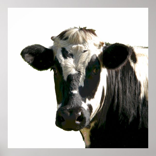 Holstein Cow Farm Animal Dairy Black & White Poster (Vorne)