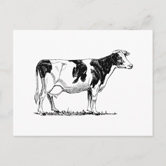 Holstein Cow Postkarte (Vorderseite)