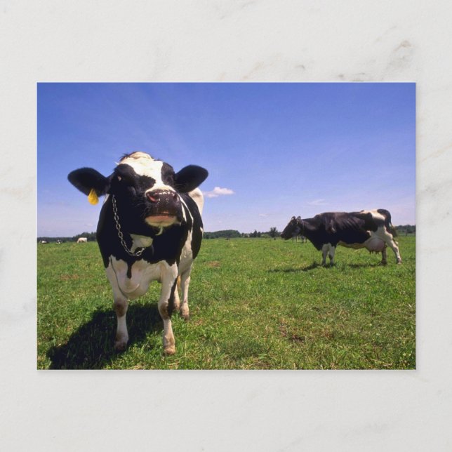 Holstein Dairy Cattle Postkarte (Vorderseite)
