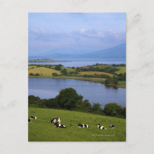 Holstein-Fresian Cattle, Bantry Bay, Grafschaft Co Postkarte
