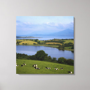 Holstein-Fresian Vieh, Bantry Bucht, Co-Korken, Leinwanddruck