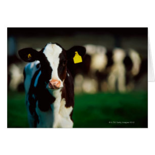 Holstein-Friesisches Kalb