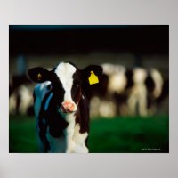Holstein-Friesisches Kalb