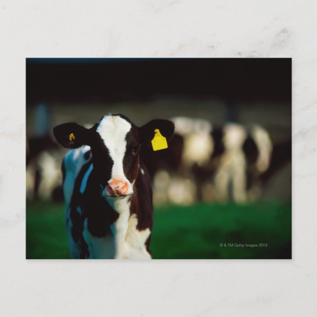 Holstein-Friesisches Kalb Postkarte (Vorderseite)