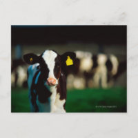 Holstein-Friesisches Kalb