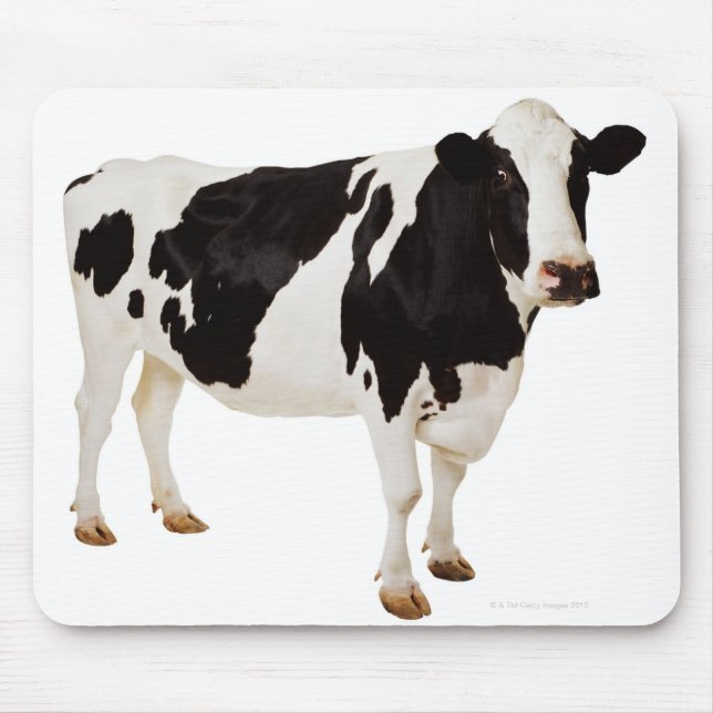 Holstein Kuh (Bos taurus) Mousepad (Vorne)