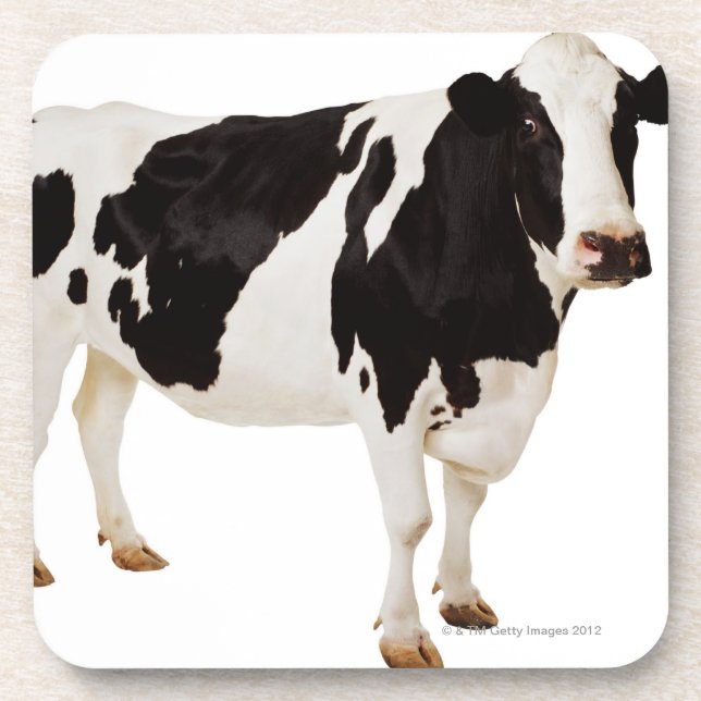 Holstein-Kuh (Bosstier) Getränkeuntersetzer (Vorderseite)