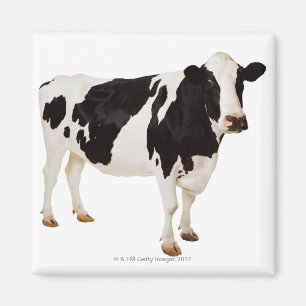 Holstein-Kuh Bosstier Magnet