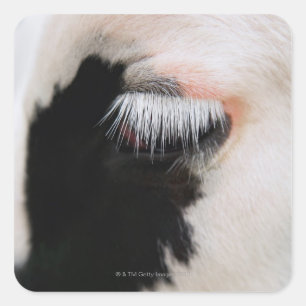 Holstein-Kuh-Gesicht, nahe Augenhöhe Quadratischer Aufkleber