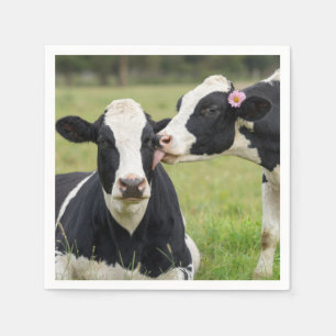 Holstein-Kuh küsst auf landwirtschaftlicher Weide Serviette