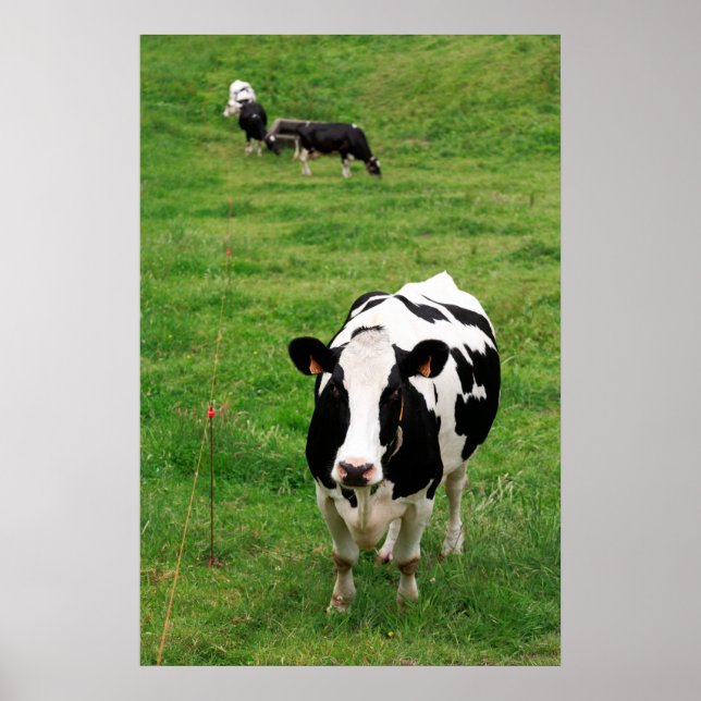 Holstein Kuh Poster (Vorne)