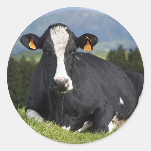Holstein Kuh Runder Aufkleber (Vorderseite)