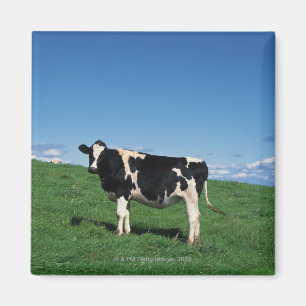 Holstein-Kuh stehend auf dem Gebiet, Bekkai-Machi, Magnet