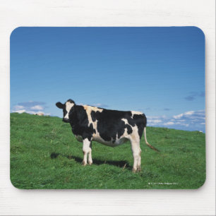 Holstein-Kuh stehend auf dem Gebiet, Bekkai-Machi, Mousepad