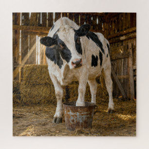 Holstein-Kuh steht in einem rostigen Eimer