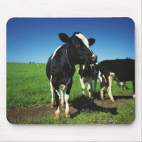 Holstein Kühe auf einem Feld