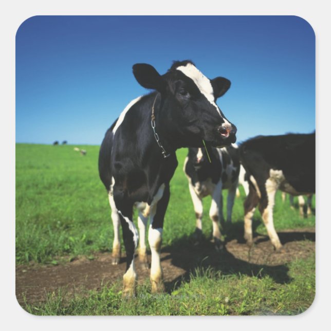 Holstein Kühe auf einem Feld Quadratischer Aufkleber (Vorderseite)