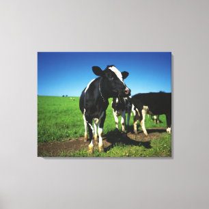 Holstein-Kühe auf einem Gebiet Leinwanddruck