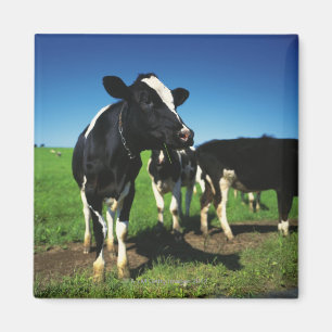 Holstein-Kühe auf einem Gebiet Magnet