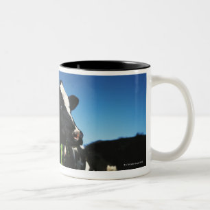 Holstein-Kühe auf einem Gebiet Zweifarbige Tasse