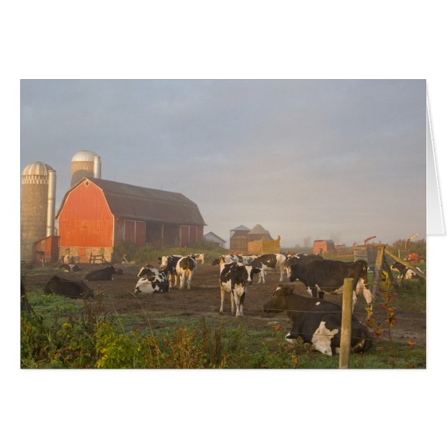 Holstein Milchkühe außerhalb einer Scheune bei Son (Vorderseite (Horizontal))