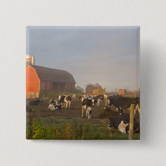Holstein Milchkühe außerhalb einer Scheune bei Son Button (Vorderseite)