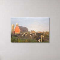 Holstein Milchkühe außerhalb einer Scheune bei Son