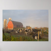 Holstein Milchkühe außerhalb einer Scheune bei Son