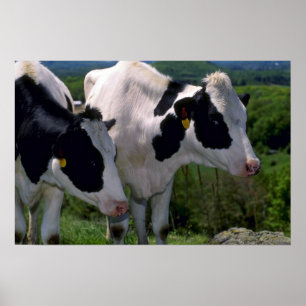 Holstein-Milchvieh Poster