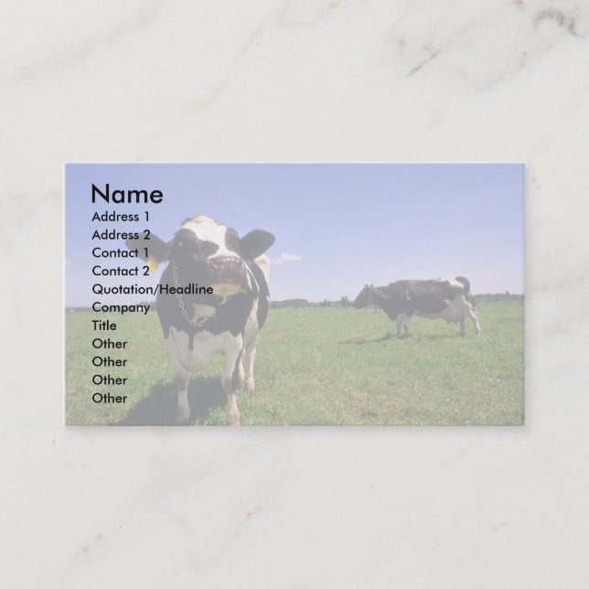 Holstein-Milchvieh Visitenkarte (Vorderseite)