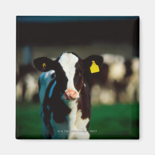Holsteinerkalb Magnet